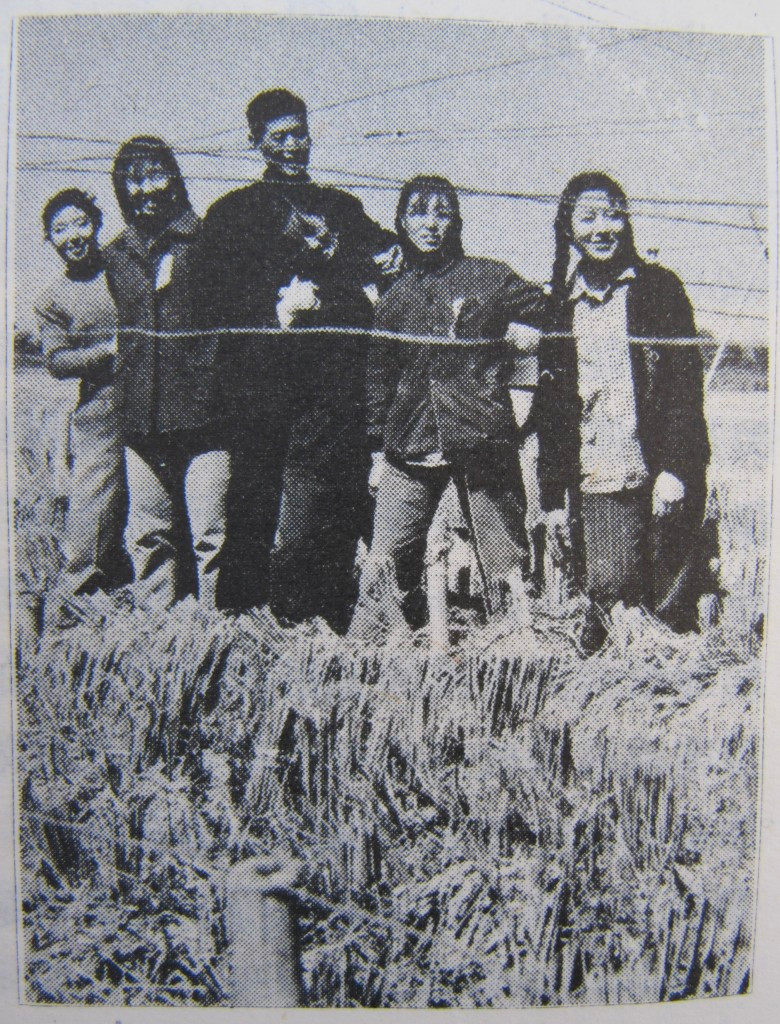 Fig. 7: People standing on top of unharvested grain in the “Sputnik” fields of
autumn 1959.